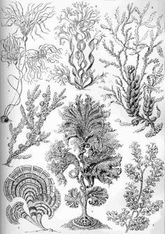 an antique illustration of seaweed and corals from the book,'marine life in north america '