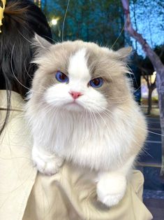 a white and gray cat with blue eyes sitting on top of a woman's shoulder