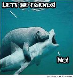 an elephant swimming in the water with a caption saying let's be friend