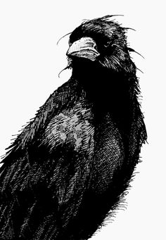 a black and white drawing of a bird