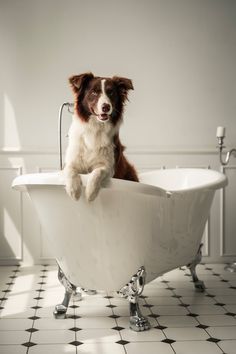 a brown and white dog sitting in a bathtub with its paws on the edge