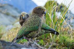 two green birds standing next to each other on top of a grass covered hill with mountains in the background