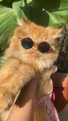 an orange cat wearing sunglasses sitting in a person's arm next to a potted plant