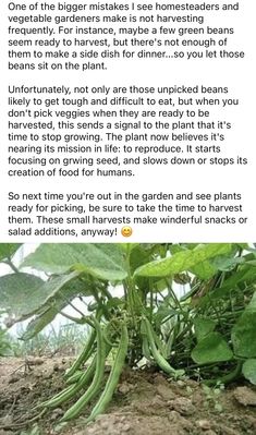 an image of some plants growing out of the ground with caption about how to grow them