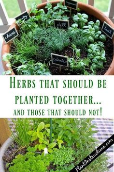 herbs that should be planted together and those that should not