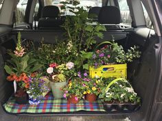 the back end of a car filled with potted plants