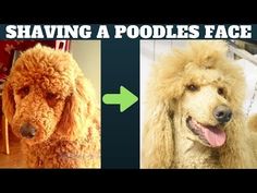 the before and after pictures show how poodles look like