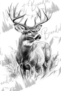 a black and white drawing of a deer