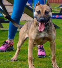 a brown dog standing on top of a lush green field next to a person wearing pink shoes