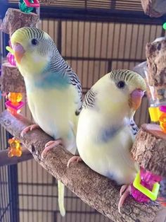 two parakeets sitting on top of a tree branch