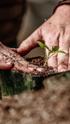 a person holding a plant in their hands