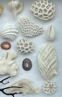 various sea shells are arranged on a white cloth