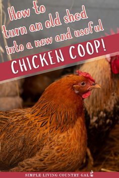 a chicken with the words how to turn an old shed into a new and useful chicken coop