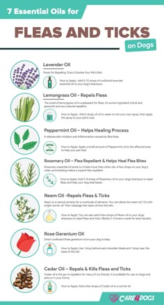 the 7 essential oils for fleas and ticks on dog's ears info