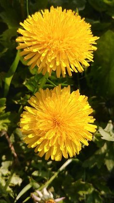 two yellow dandelions are in the grass