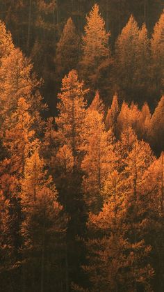 the trees are changing colors in the forest