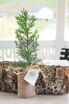 a small christmas tree in a burlock bag on a log with a tag