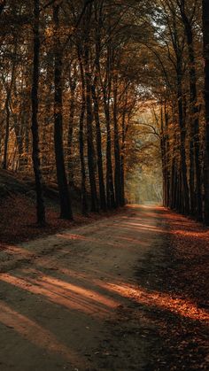 a dirt road surrounded by trees with leaves on the ground and sun shining through them