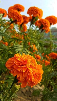 an orange flower in the middle of a field