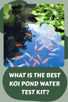 koi fish swimming in a pond with the caption what is the best koi pond water test kit?