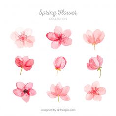 watercolor pink flowers on white background with text spring flower collection, hand drawn illustration