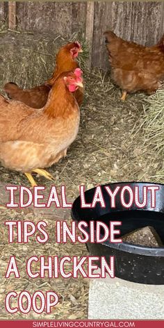 three chickens standing next to each other on the ground with text overlay that reads ideal layout tips inside a chicken coop