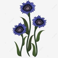 three blue flowers with green leaves on the stems, flower, illustration png and psd