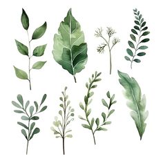 watercolor leaves and branches on a white background, set of different shapes and sizes