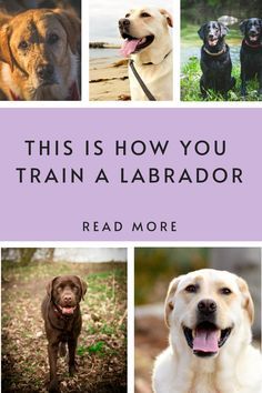 the cover of this is how you train a labradorr by read more than one