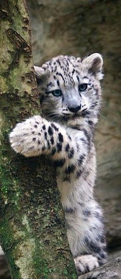 a snow leopard cub climbing up the side of a tree