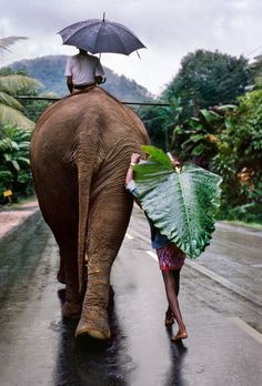 two people walking down the street with umbrellas over their heads and an elephant carrying leaves