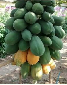 a large bunch of green and yellow fruit hanging from a wooden pole in the dirt