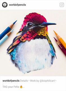 a drawing of a colorful bird with crayons next to it