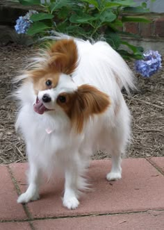 a small white and brown dog standing on top of a brick floor next to flowers