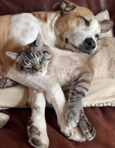 a dog and cat laying next to each other on a brown couch with the caption sweetest struggles send message