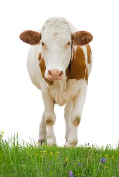 a brown and white cow standing on top of a lush green field next to flowers