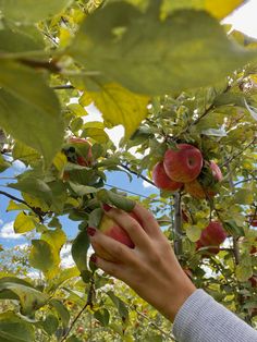 a person picking apples from an apple tree