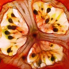 an image of the inside of a fruit