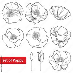 set of poppy flowers in different stages of blooming