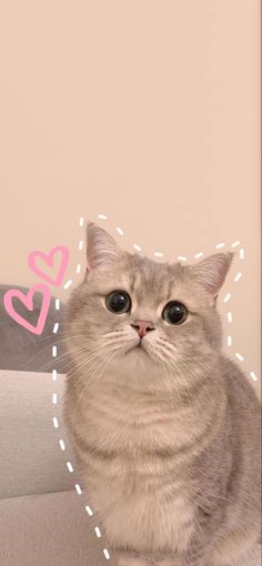 a gray cat sitting on top of a couch next to a pink and white wall