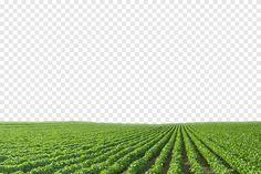 a large green field with many rows of crops in the foreground and a clear sky above