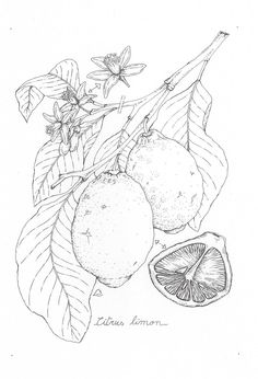 a drawing of lemons on a branch with leaves and flowers in the foreground