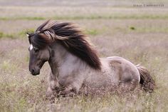 a horse with long hair running through the grass