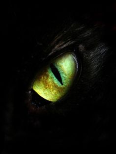 a black cat's green eyes with the caption dragon there's more to us than meets the eye