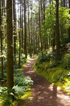 a dirt path in the middle of a forest