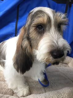 a brown and white dog sitting on top of a blanket