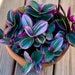 a potted plant sitting on top of a wooden table covered in purple and green leaves