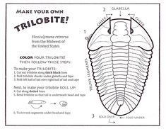 the trilobit is shown in this diagram