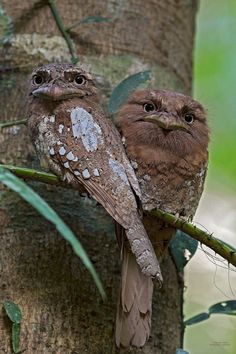 two brown owls sitting on top of a tree branch next to each other and looking at the camera