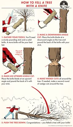 the instructions for how to cut down a tree